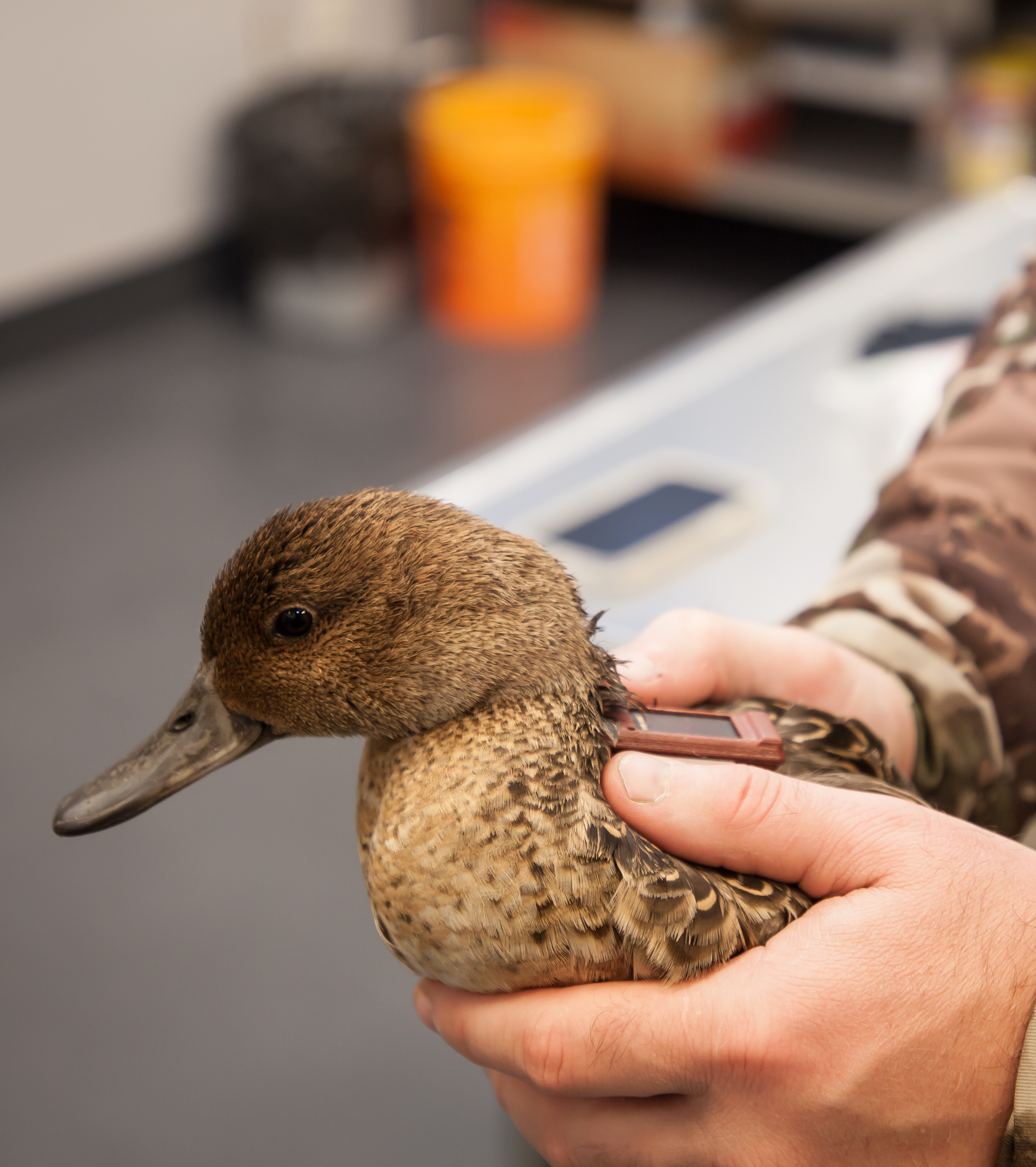 To Russia and Back: The Incredible Journey of a Pintail Duck – Garden & Gun