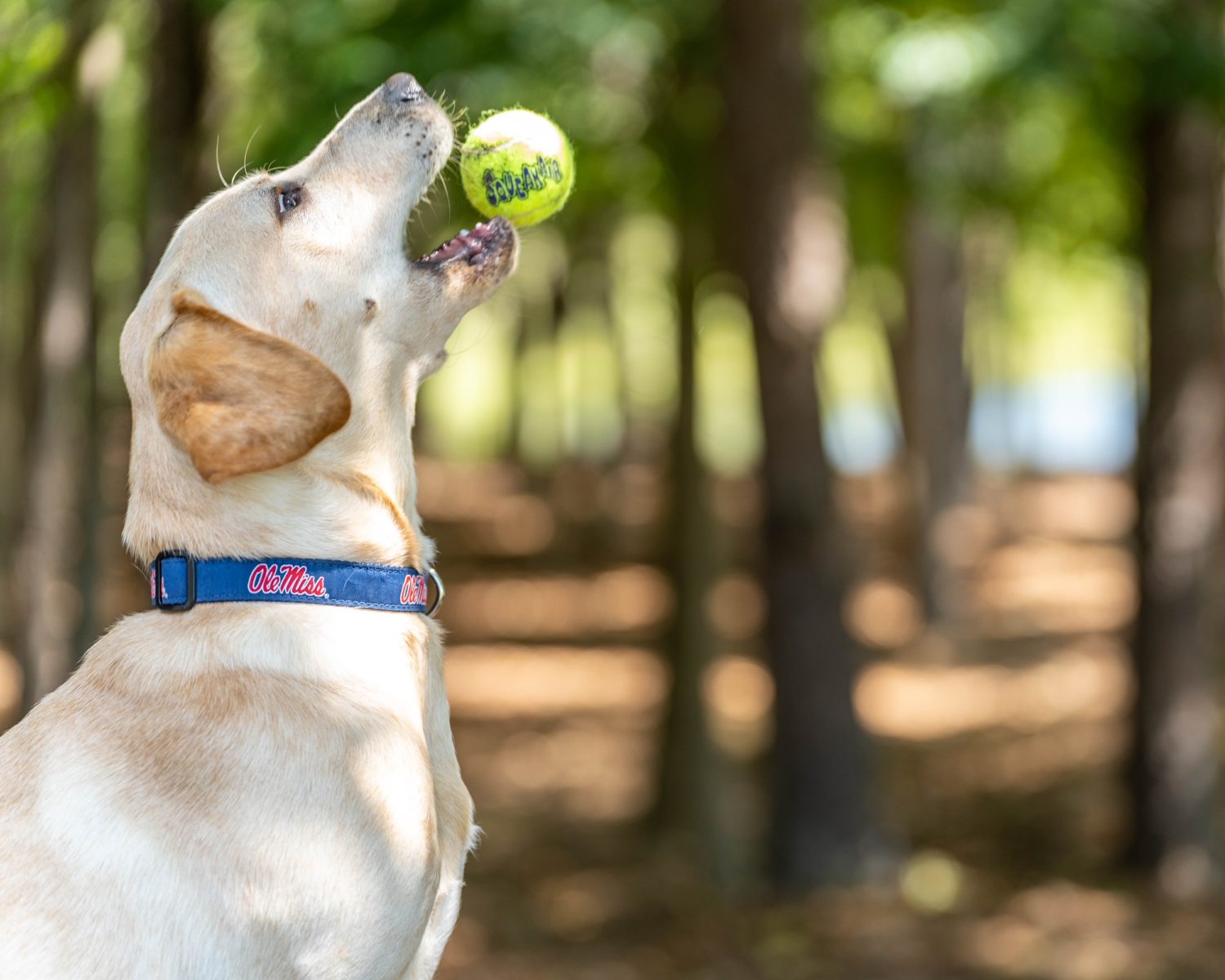 A Scouting Report on Juice, Ole Miss’s Four-Legged Rookie – Garden & Gun