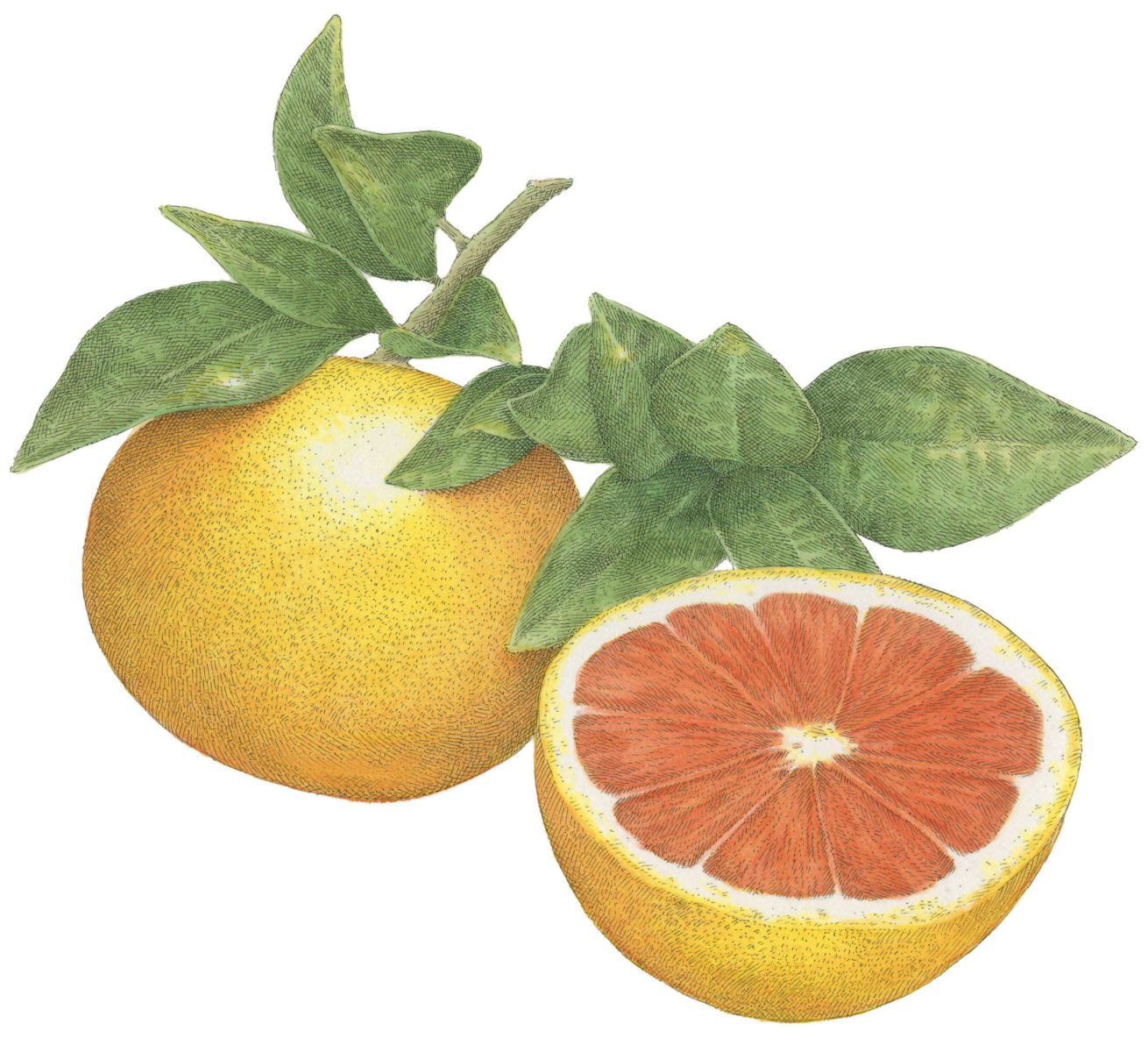 What’s in Season Sweet on Grapefruit Garden & Gun