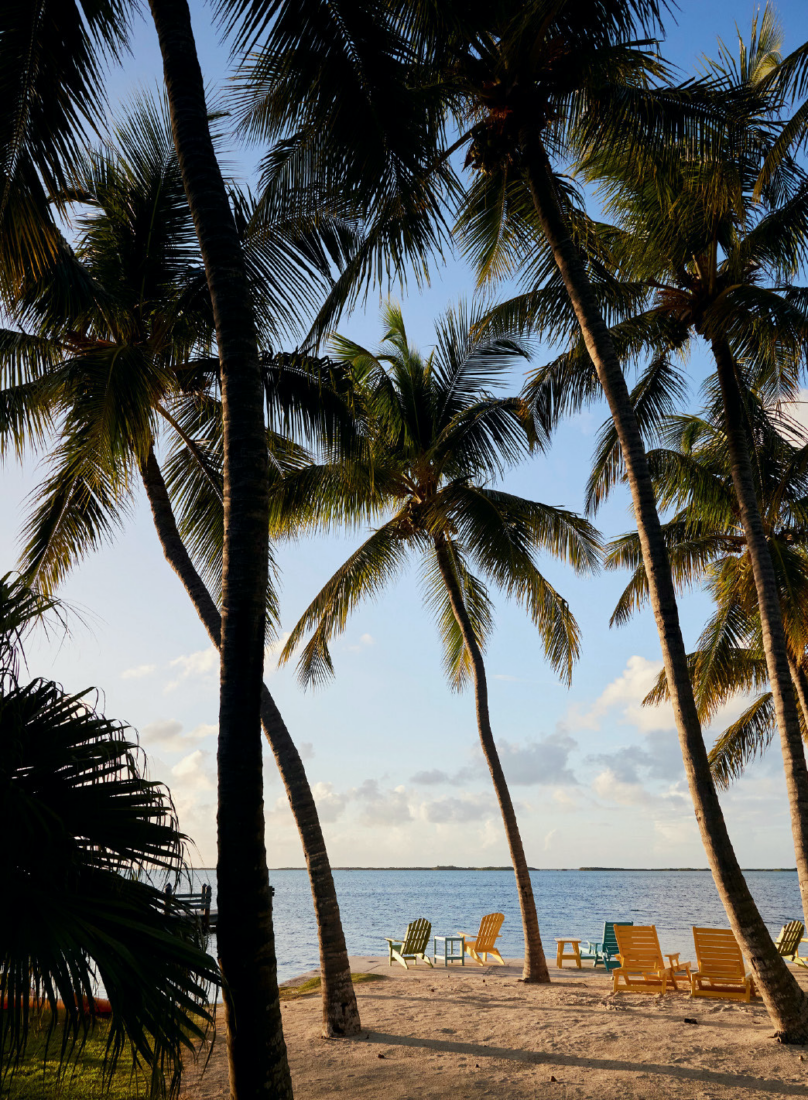 A beach with palm trees, blue water, and sand. The sun is setting and creating long shadows