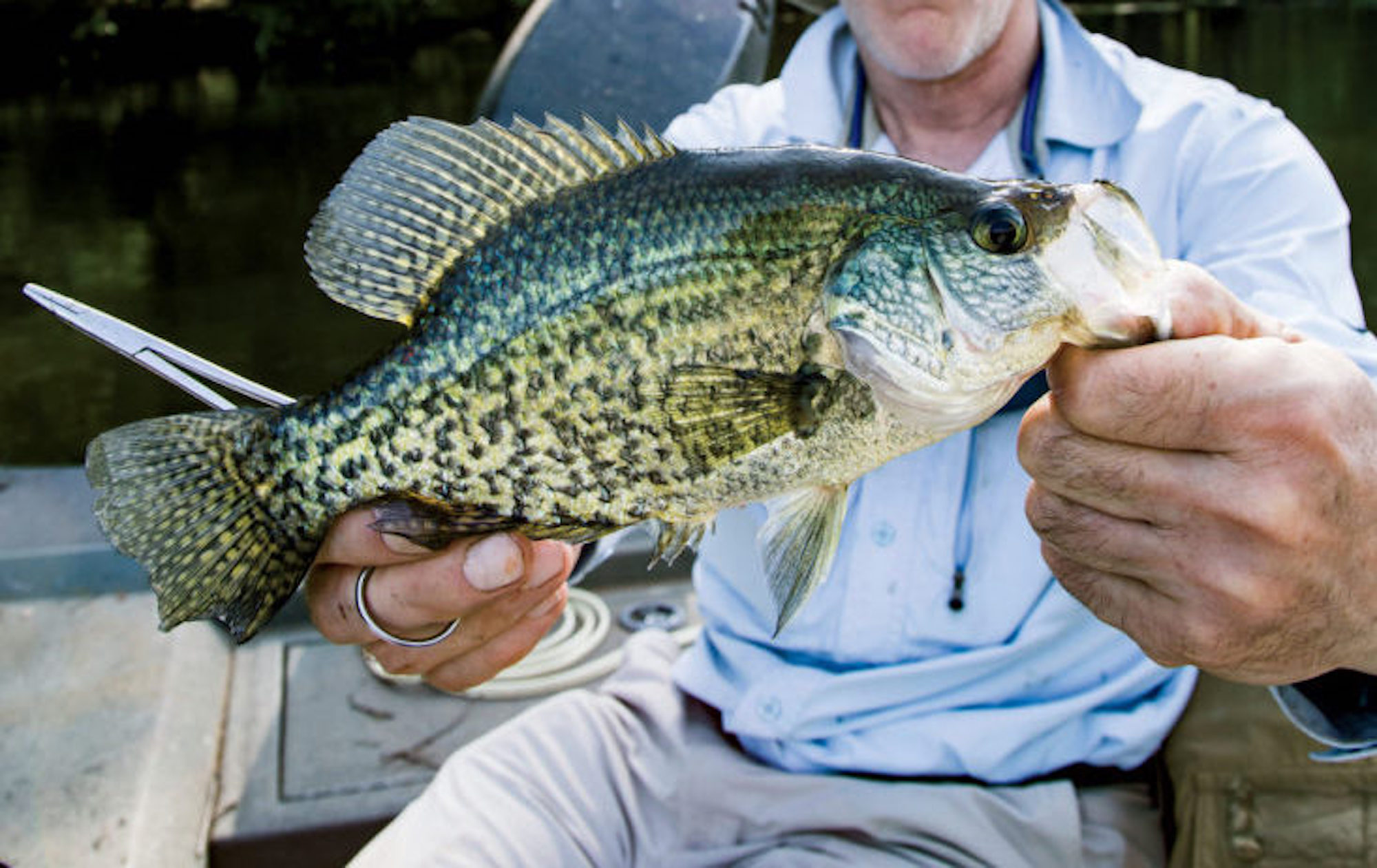 How to Pronounce Crappie Fish  