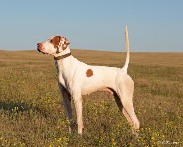 What It Takes to Be a National Champion Bird Dog Garden & Gun