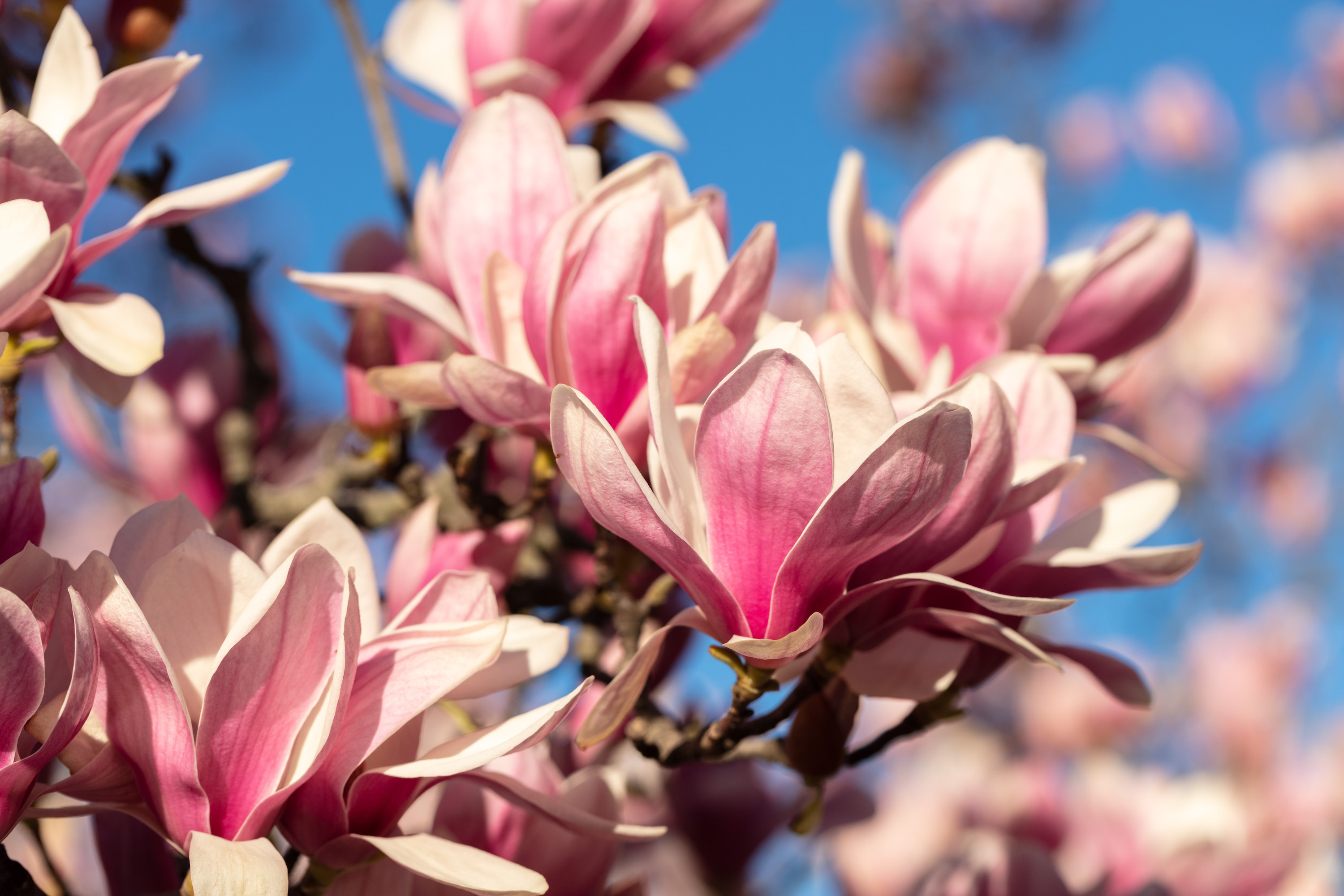 Get to Know the Magnolias pic