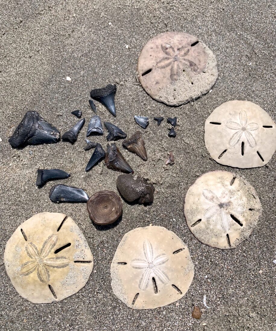 A cluster of shark teeth, sand dollars, and fossils on the sand