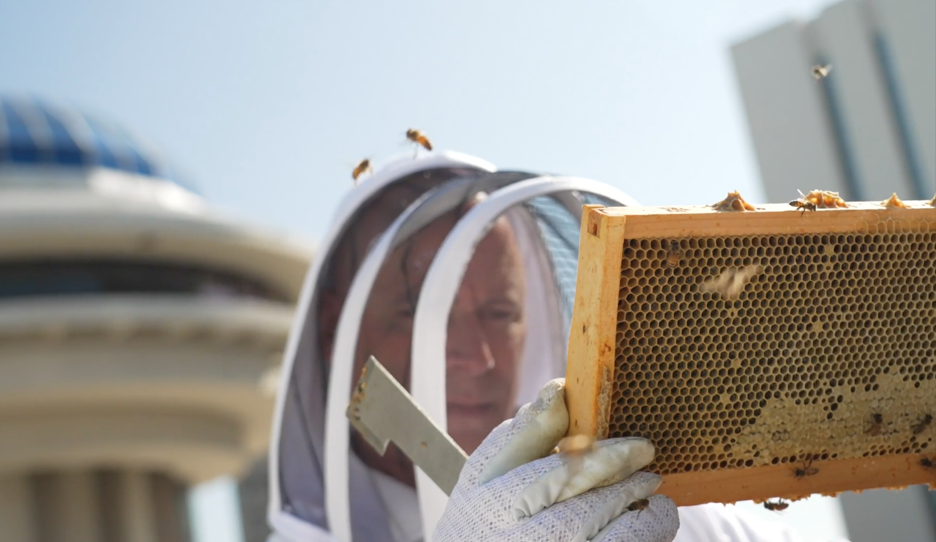 The Surprising Architecture in Bees' Honeycombs