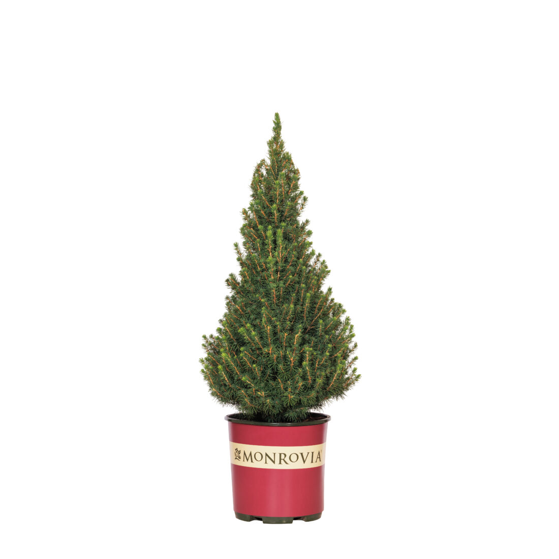 Description: Monrovia Dwarf Alberta Spruce, cone-shaped conifer, $30.