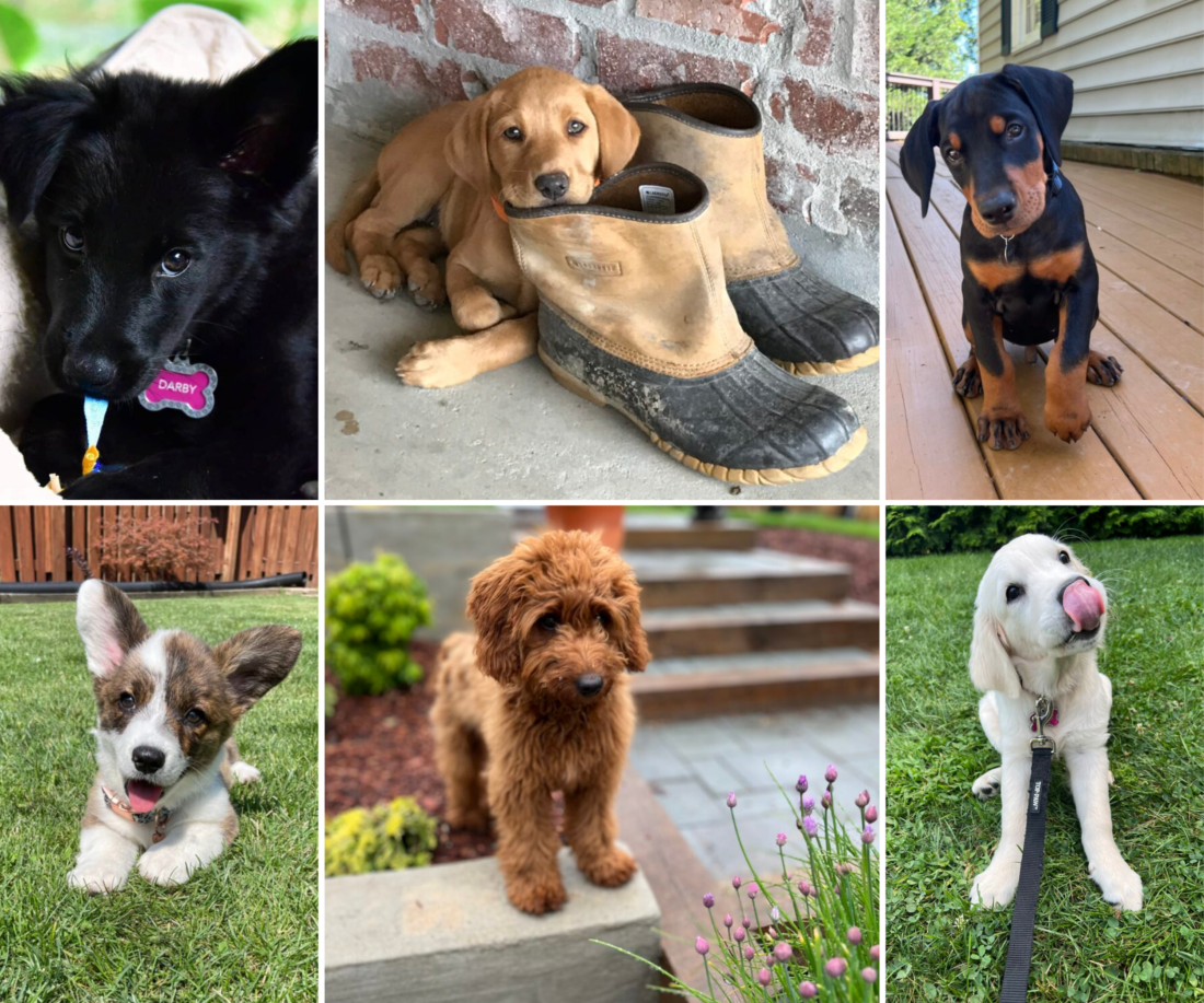 Cute Little Rascals – Garden & Gun