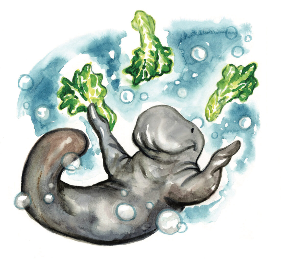 An illustration of a grey manatee with heads of lettuce