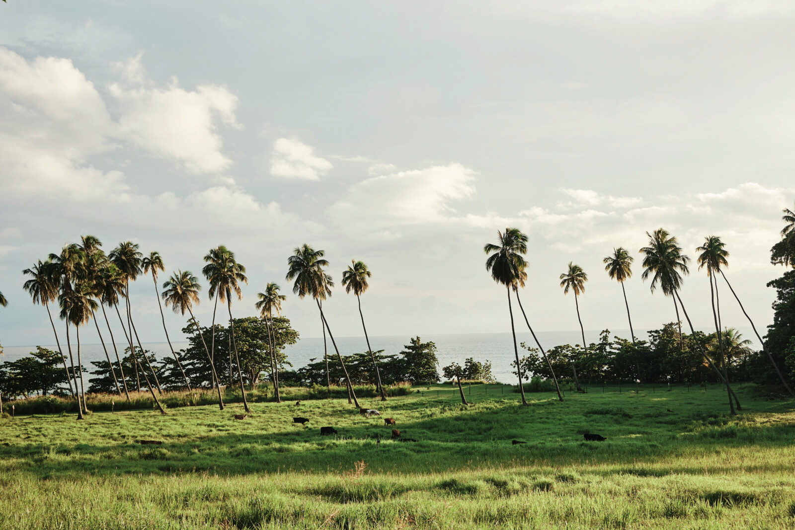 Cattle graze beside the beach on a grassy reserve with palm trees