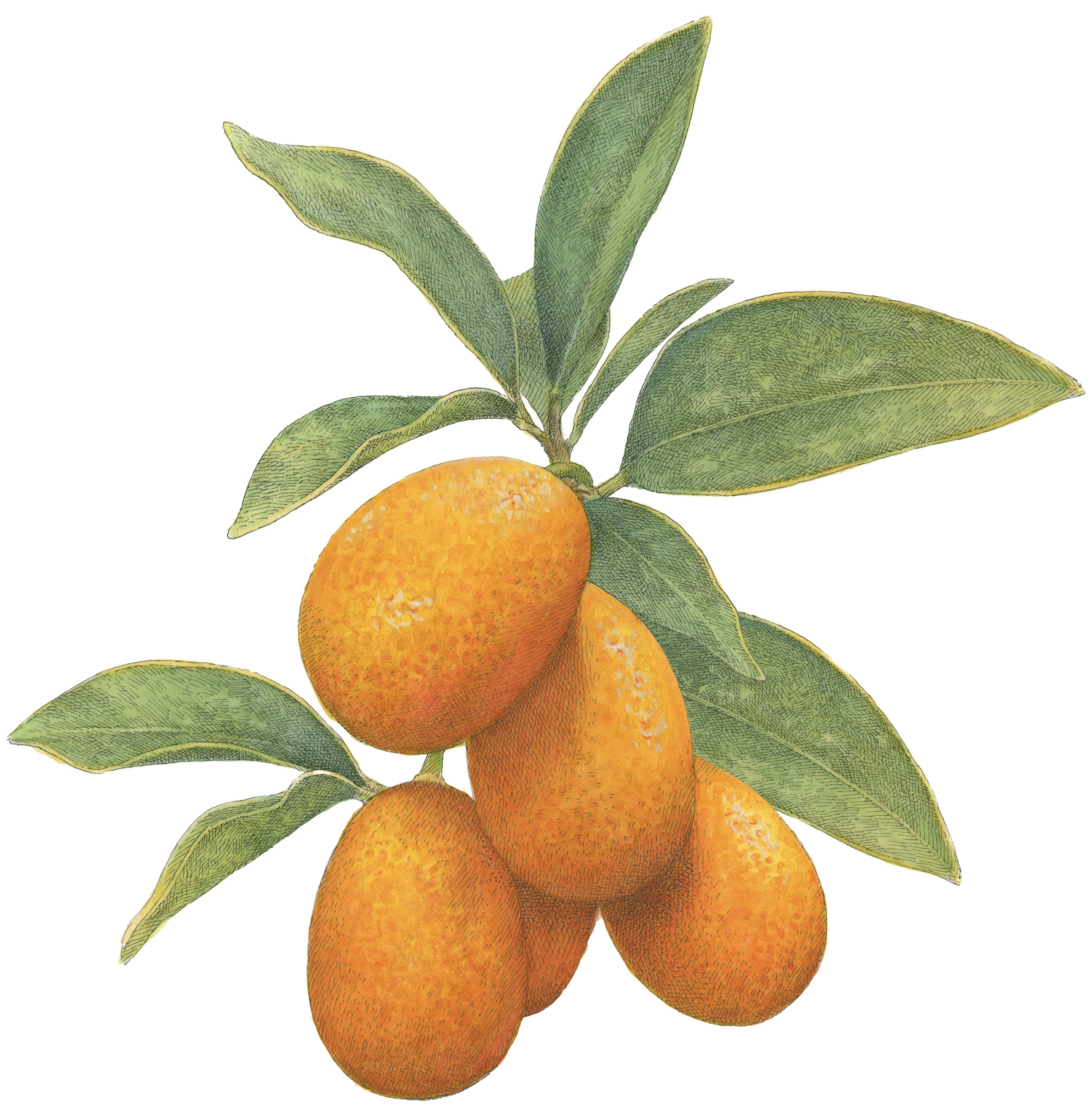 Kumquat Florida s Other Citrus Garden Gun