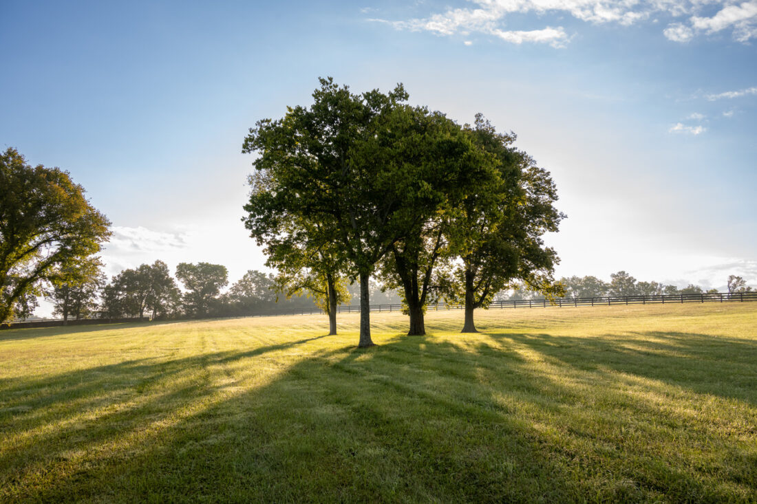 Four trees cast large shadows in a horse pasture