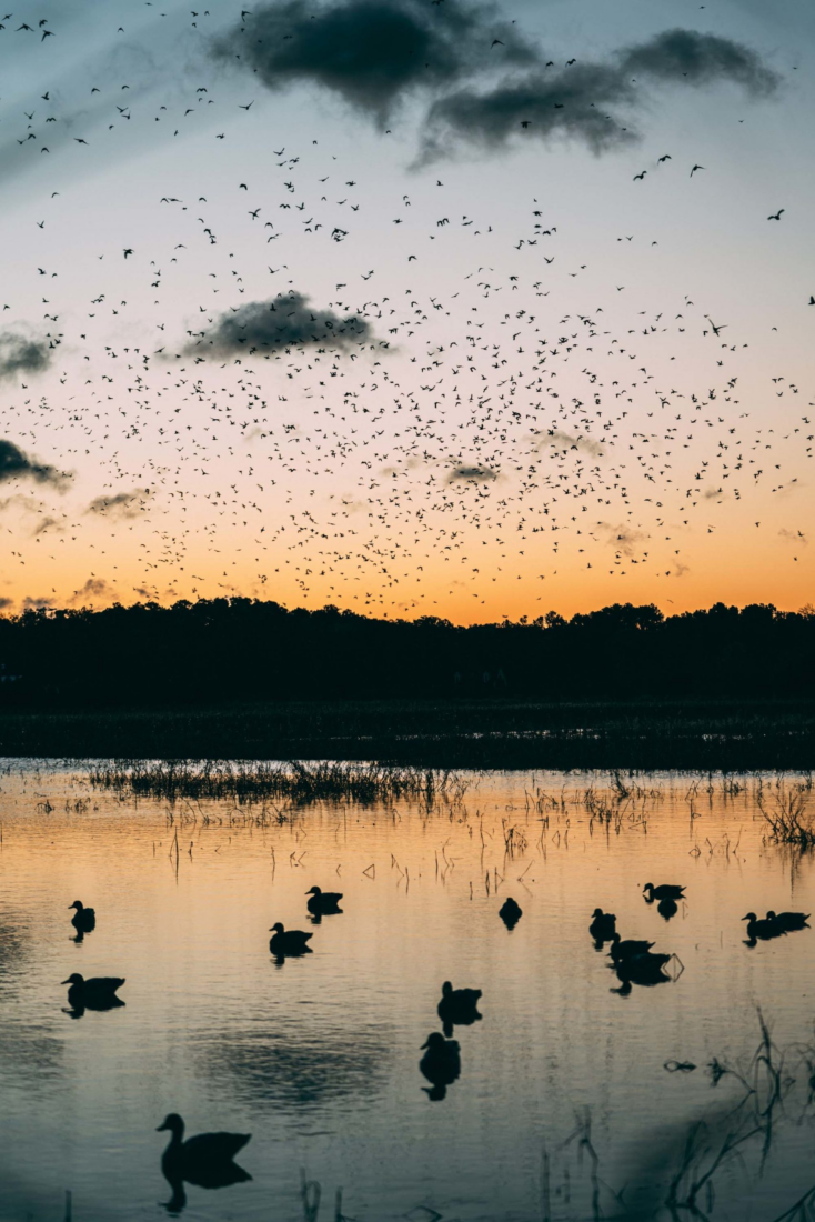 A morning sky with ducks in flight; a body of water below shows ducks on the water