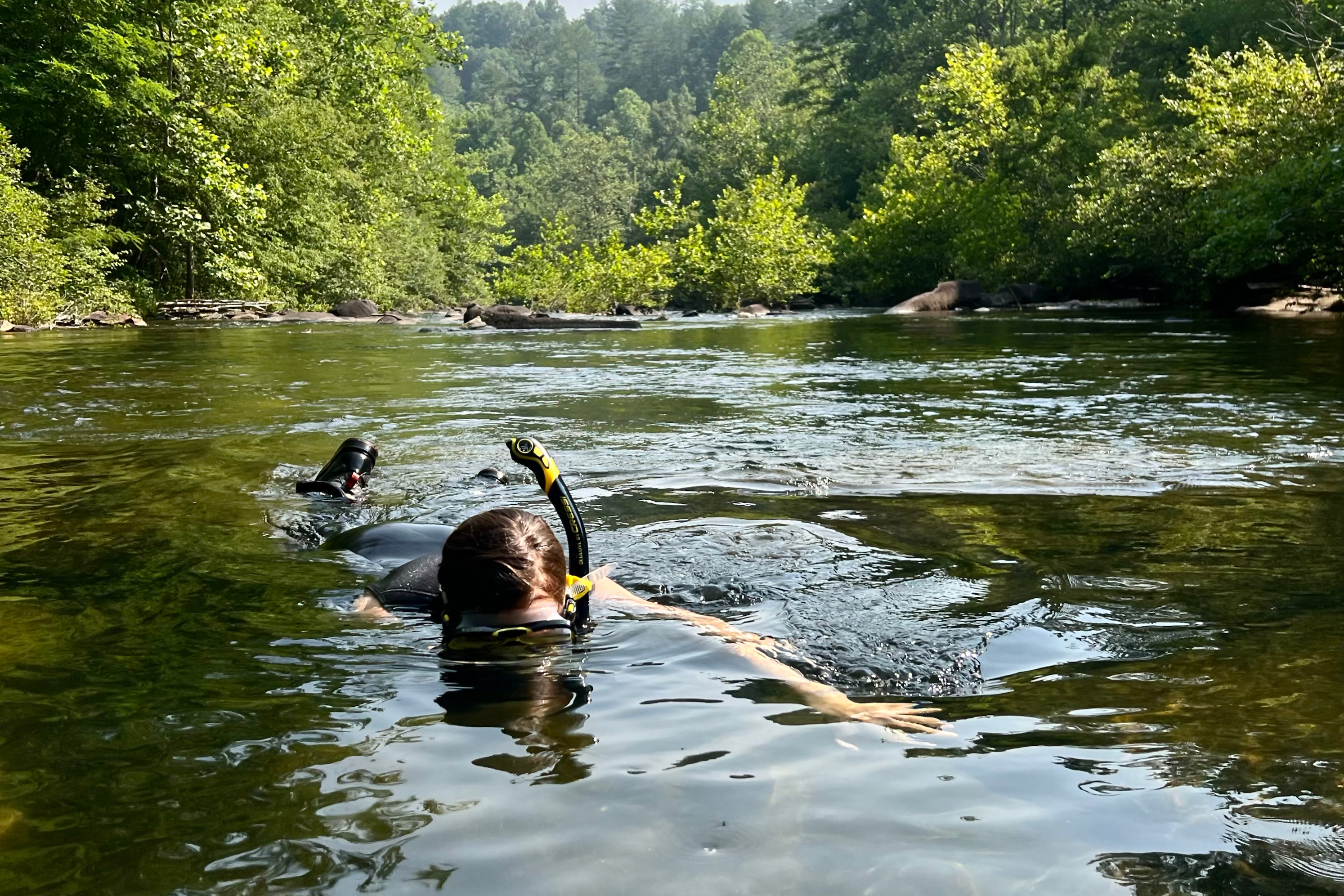 A woman snorkels in shallow water in a river with trees behind her