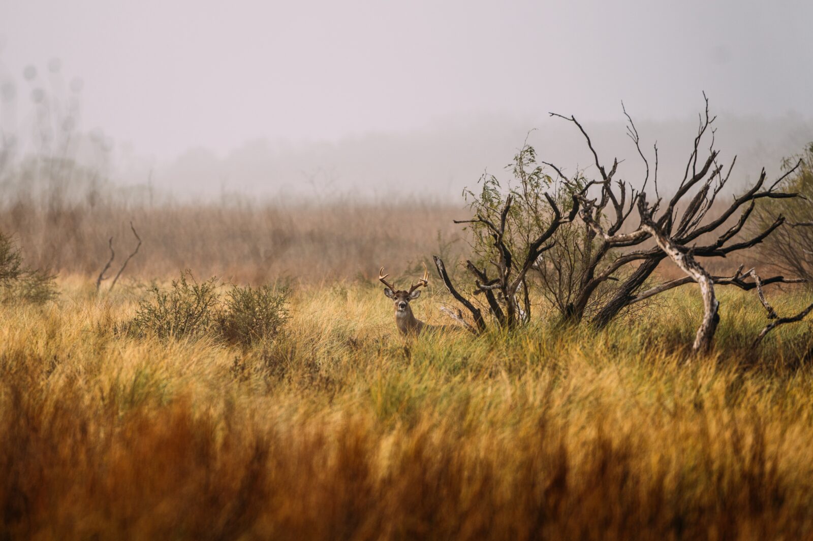 A grassland landscape with dead trees and a deer with antlers