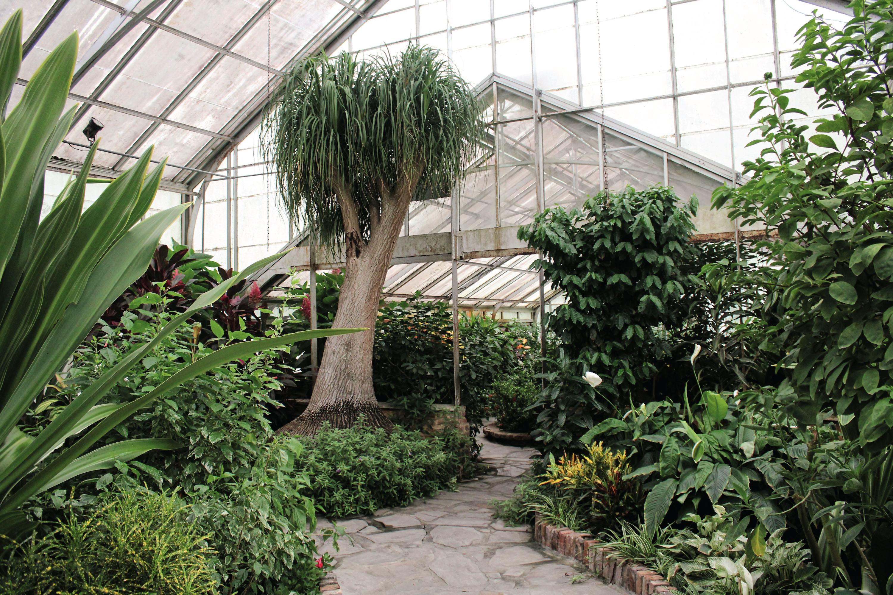 A ponytail palm inside a greenhouse with a stone path