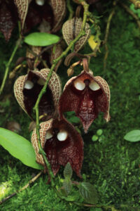 A funky tropical orchid with a red and cream spotted exterior and dark red interior; they look like helmets on a vine