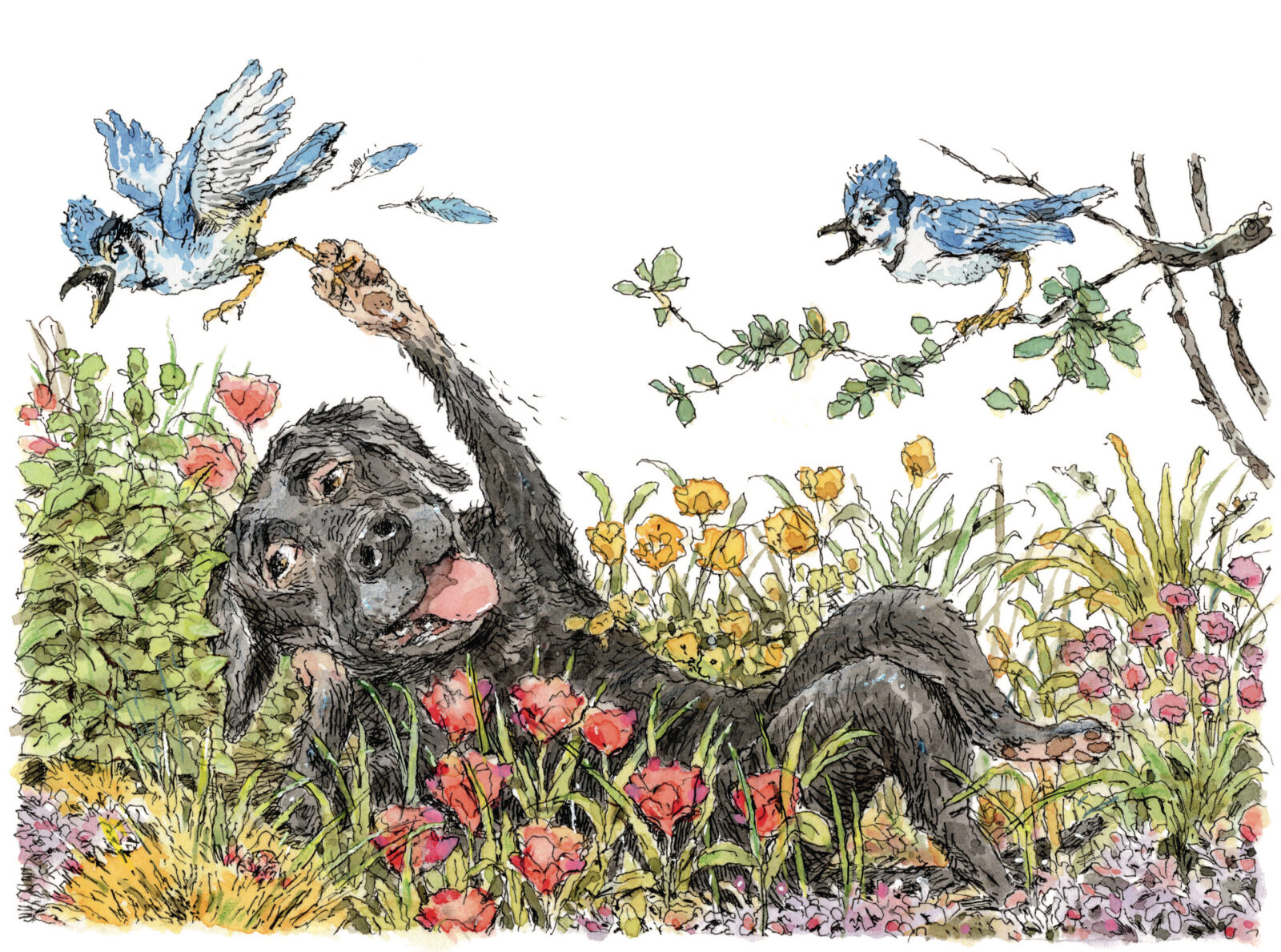 An illustration of a black dog lounging in flowers with blue jays above
