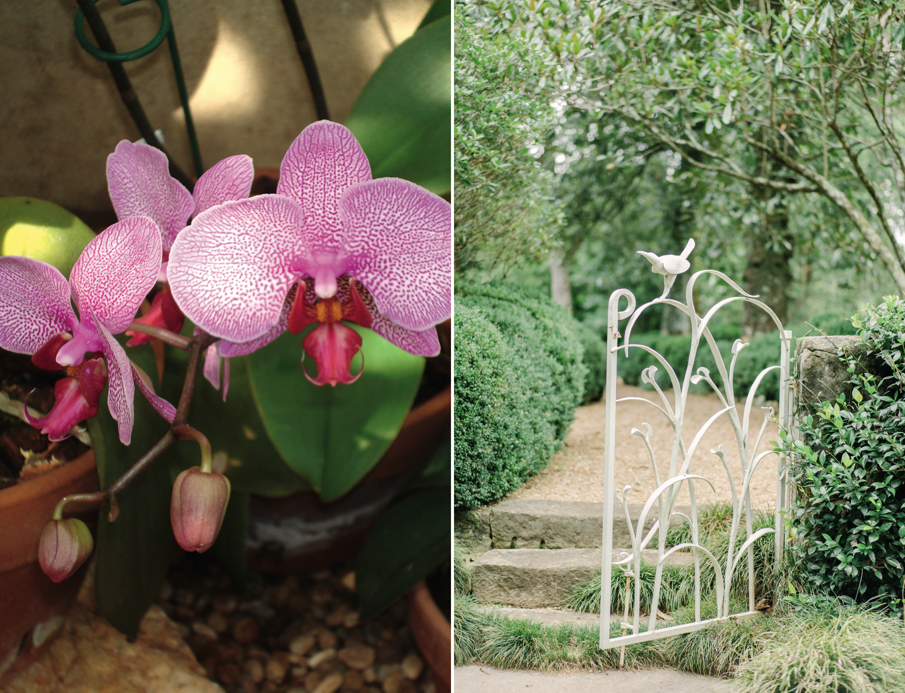 A collage of two images. Left: Two pink orchids in bloom. Right: A white gate with an iron bird on top; it is surrounded by a green path.