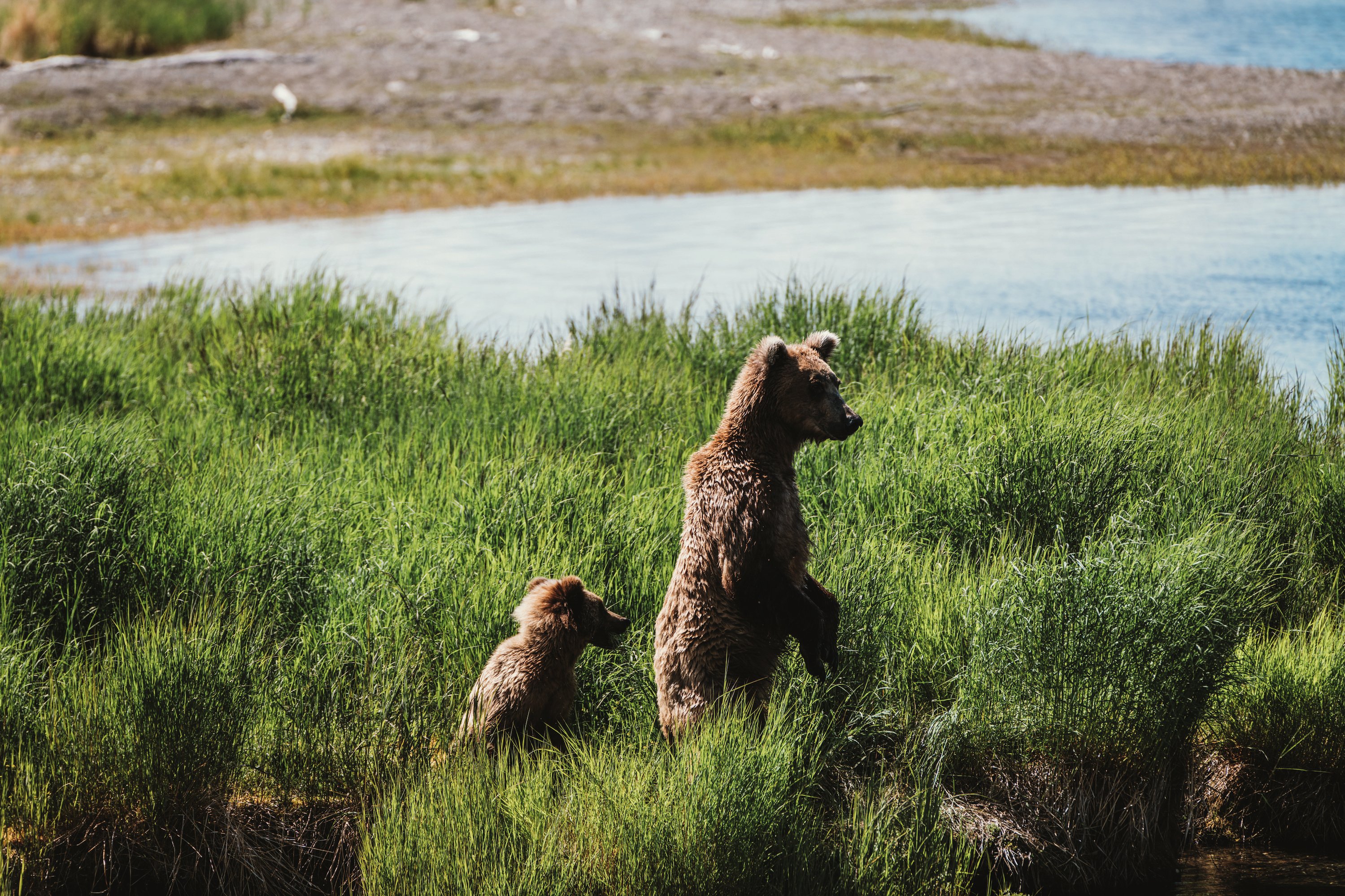 Two brown bears in the grass by a river. One stands on its hind legs and the other is behind it in the grass