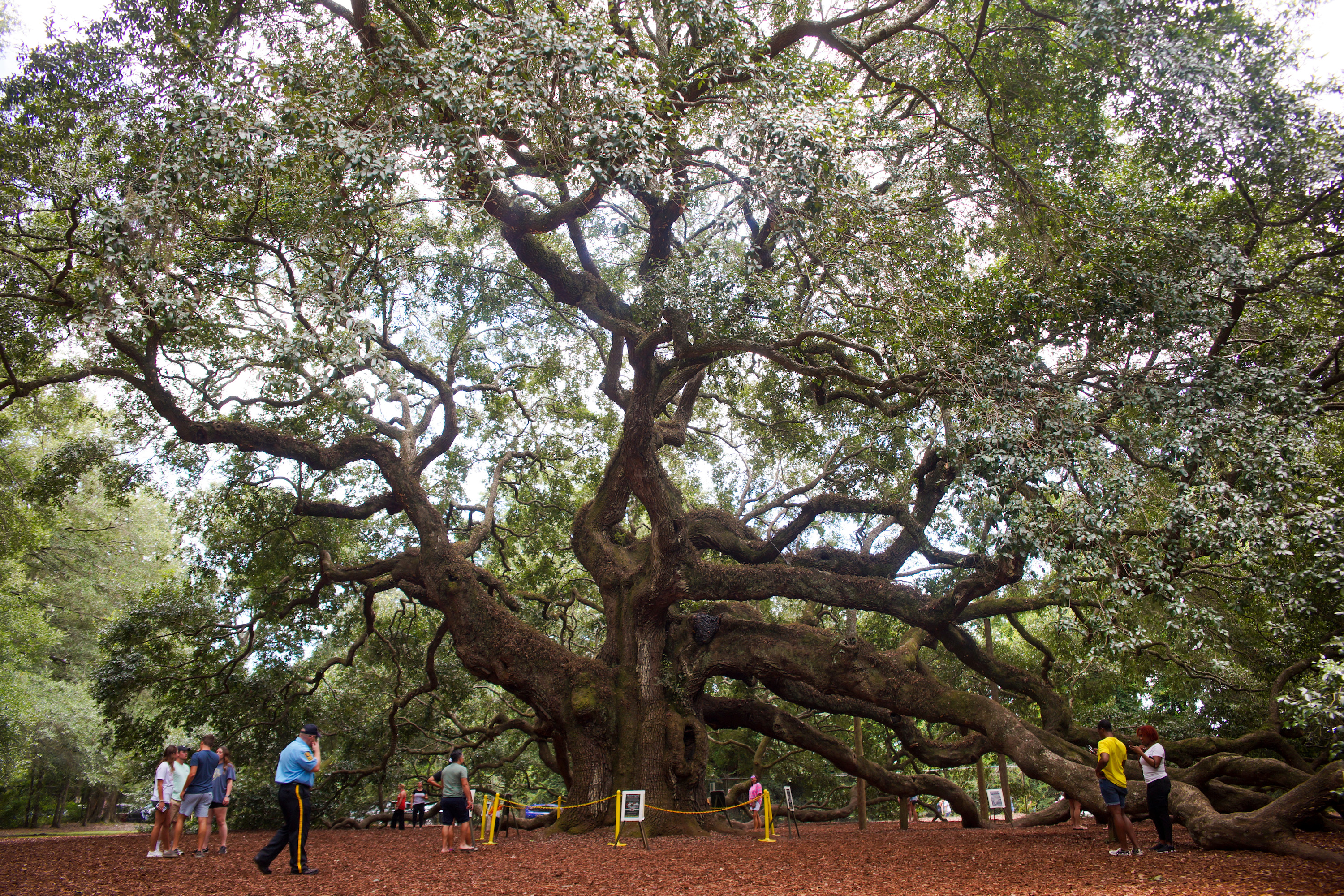 A giant oak tree with branches that touch the ground