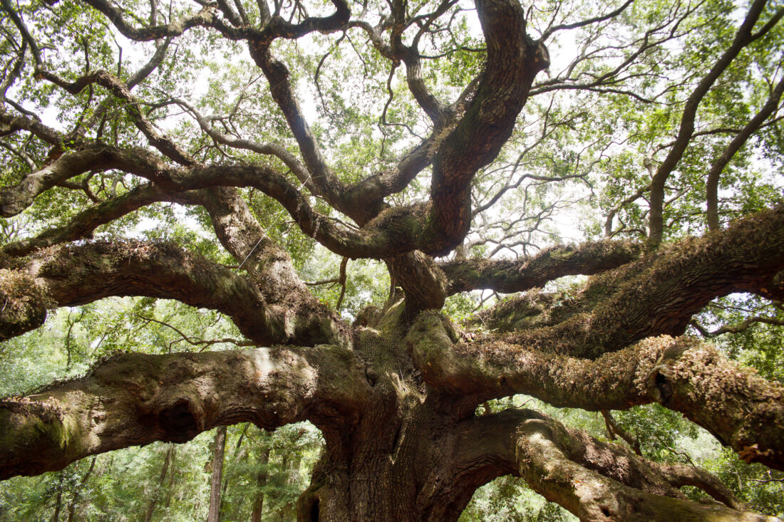 The Enduring Magic of the Angel Oak – Garden & Gun