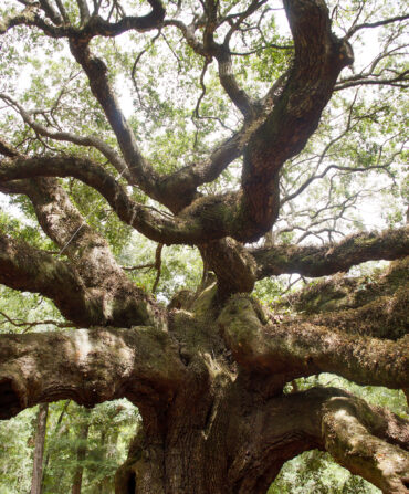 A maze of giant branches at the top of the Angel Oak tree
