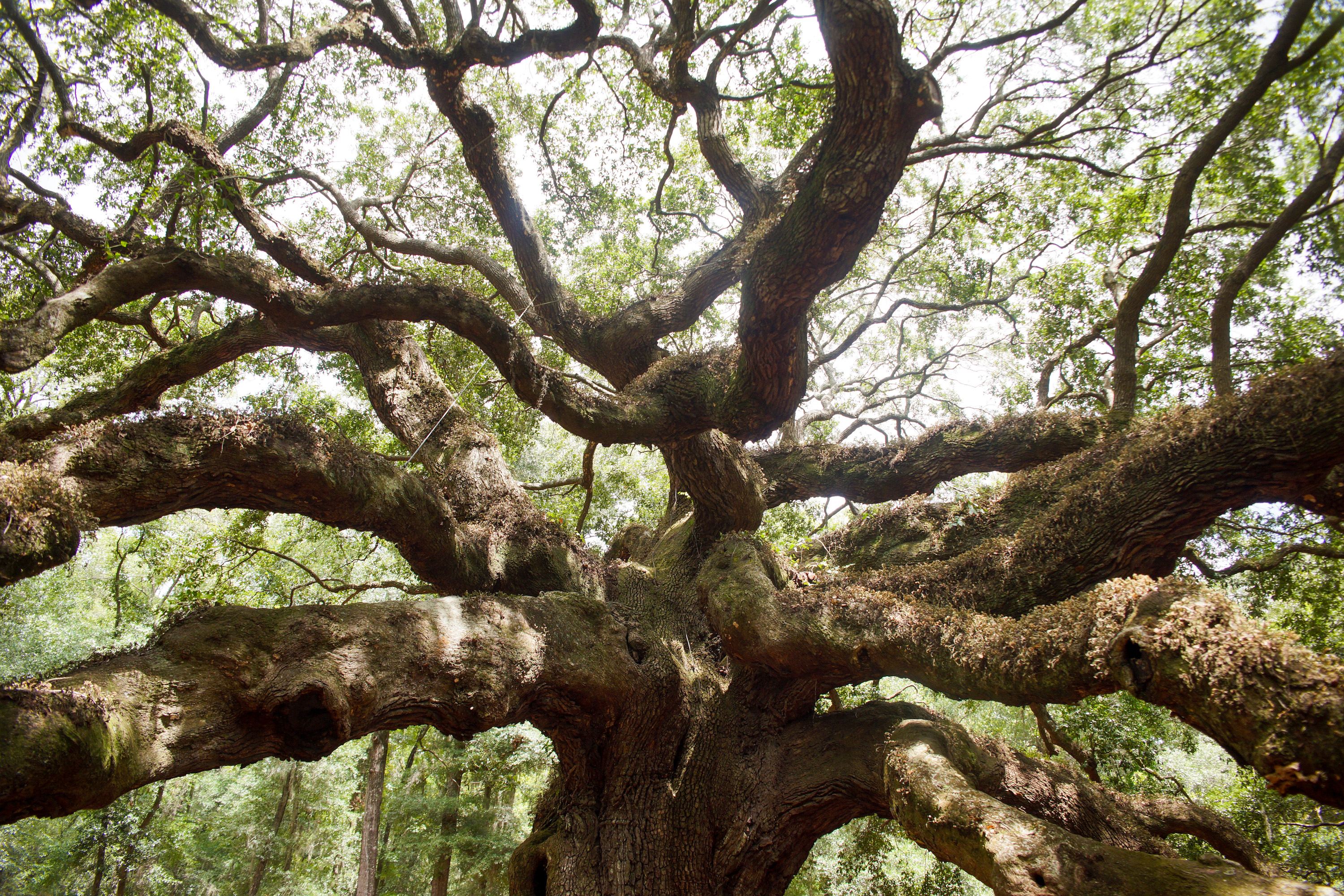 A maze of giant branches at the top of the Angel Oak tree