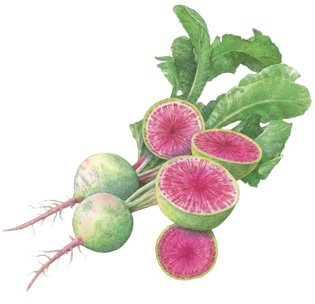 An illustration of a pink and green watermelon radish bunch
