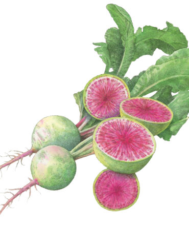 An illustration of a pink and green watermelon radish bunch