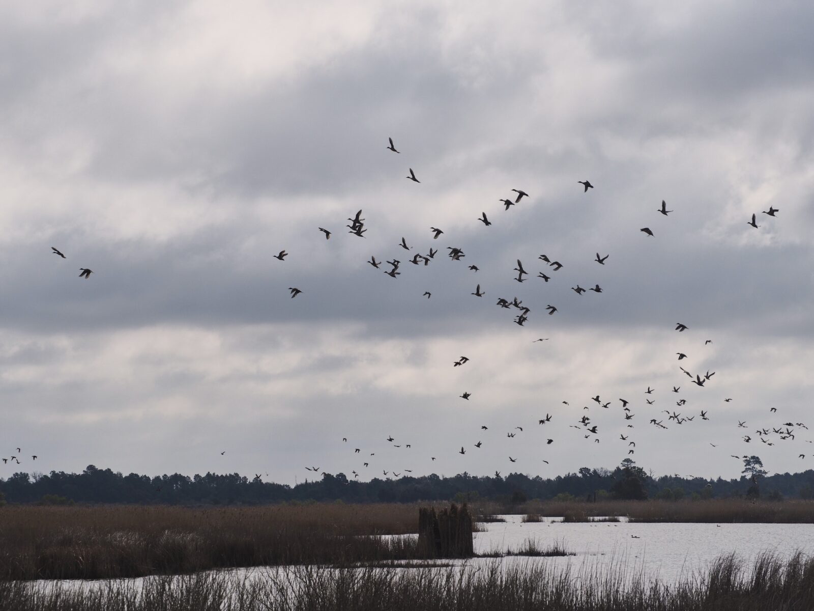 Ducks fly over a lake