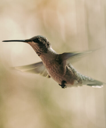 A black-chinned hummingbird in flight