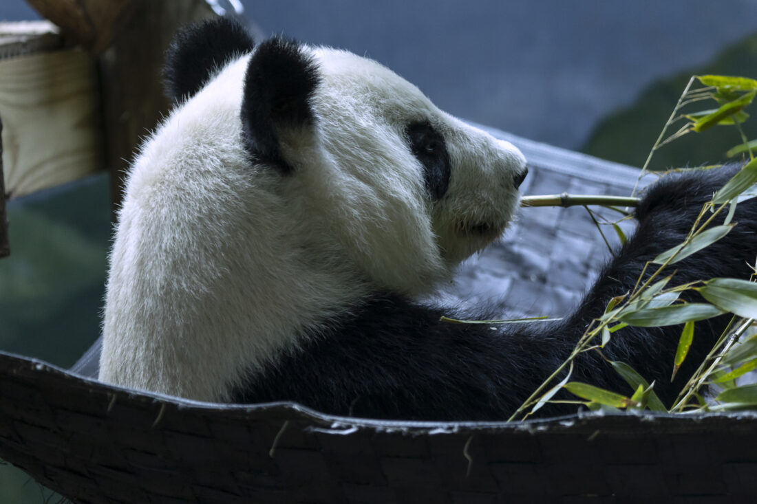 Giant panda eats bamboo shoot.