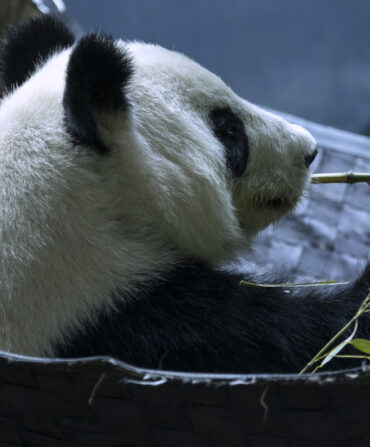 Giant panda eats bamboo shoot.