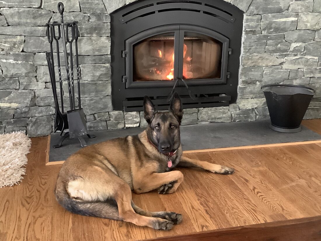 A belgian malinois laying in front of a fire.