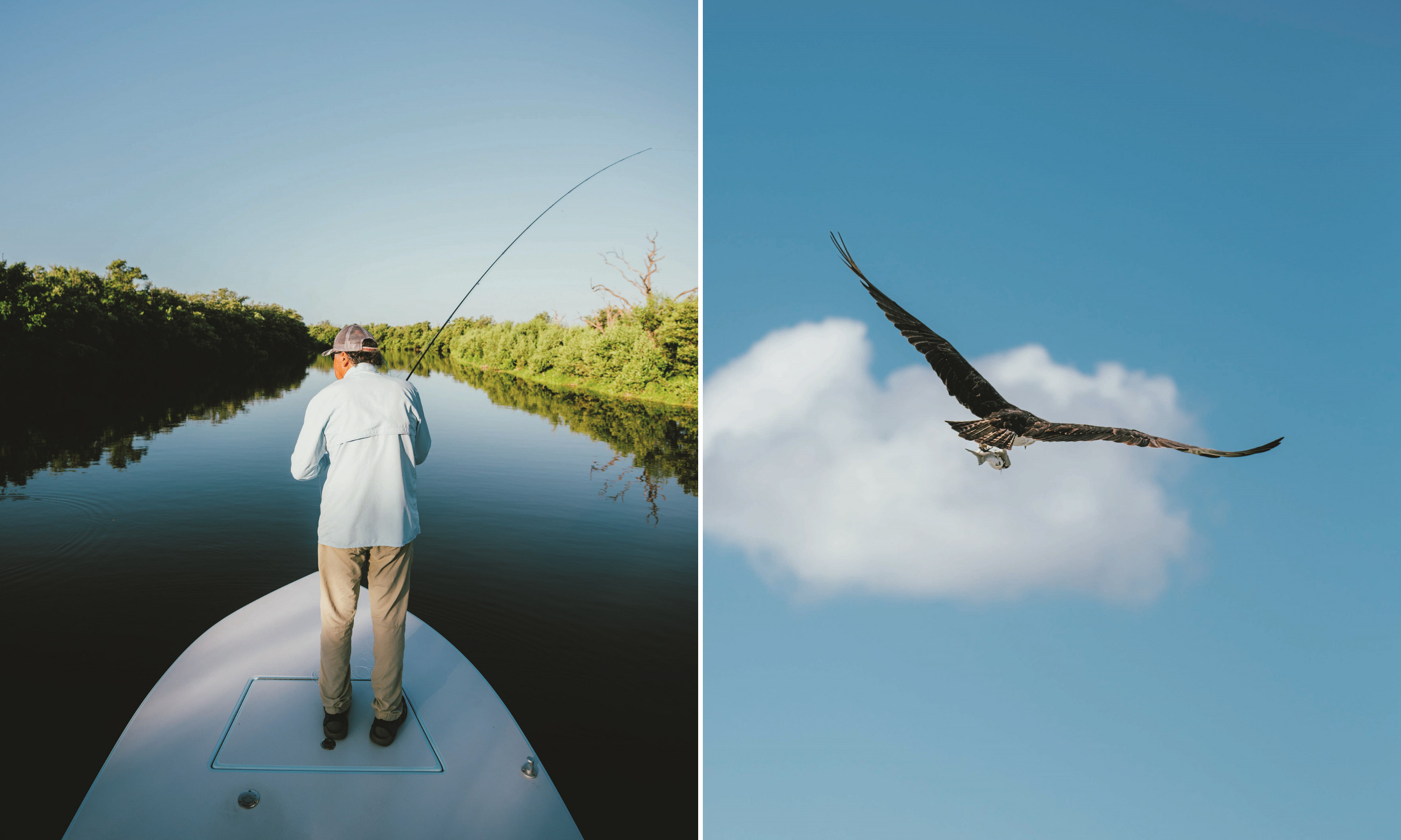 A collage of two images: A man at the front of a boat with marsh in the background; an osprey flies off with a fish.