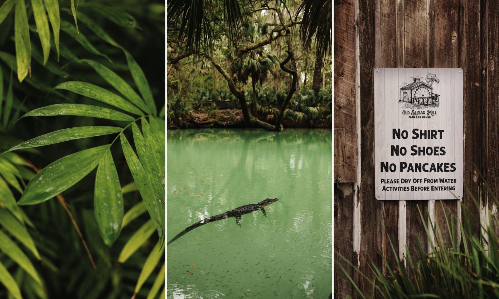 A collage of three images: green fronds; an alligator in a green pond in a forest; a sign that says "No shirt, no shoes, no pancakes" on wood.