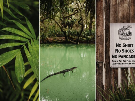 A collage of three images: green fronds; an alligator in a green pond in a forest; a sign that says "No shirt, no shoes, no pancakes" on wood.
