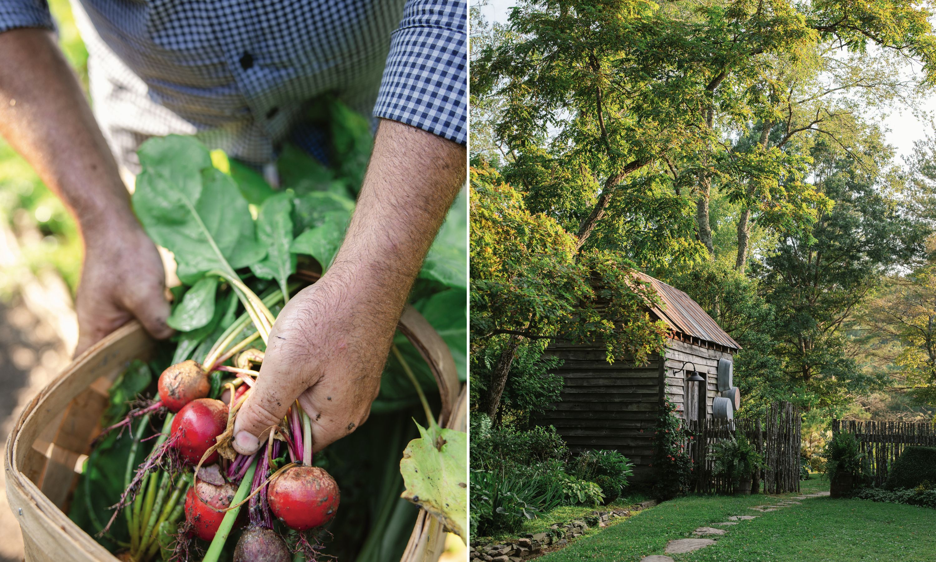 A collage of two images: a hand reaching into a basket to pull out dirty beets; a clapboard shed in a garden with a gate made of sticks.