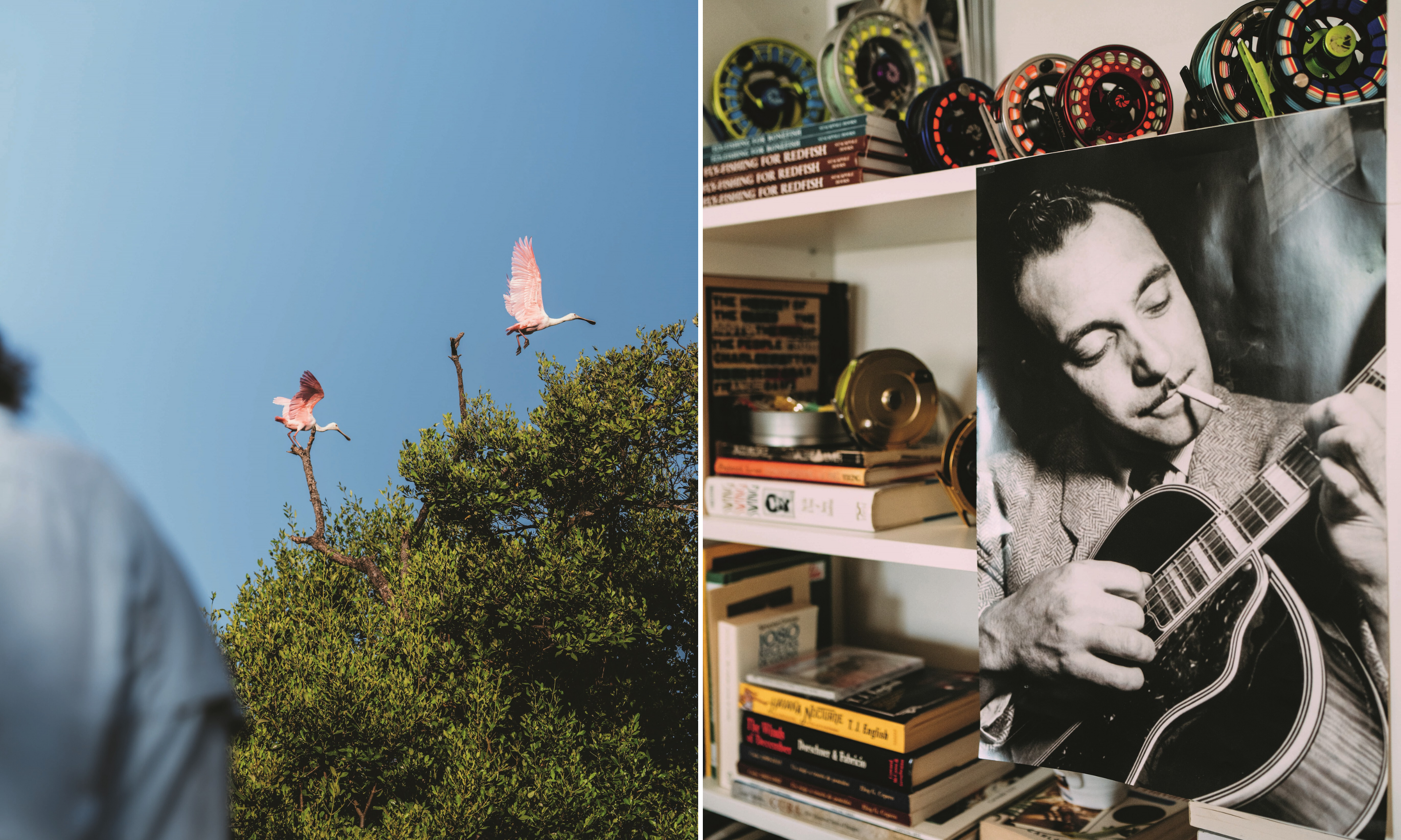 A collage of two images: roseate spoonbills fly above trees; a black and white poster of a man playing guitar on a shelf stacked with books and fly reels.