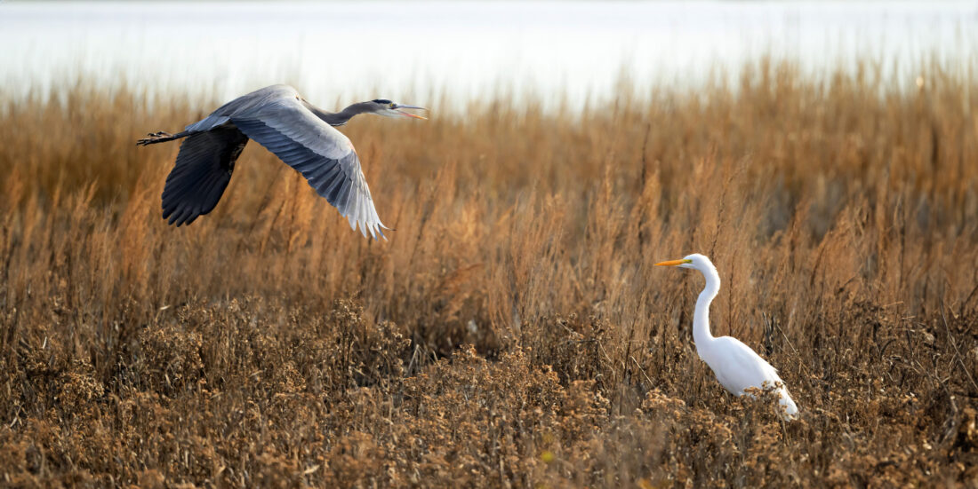 A grey heron and white egret in the marsh