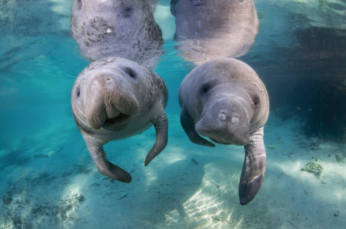 Two manatees in blue water