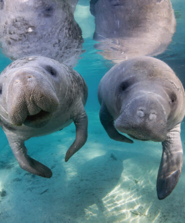 Two manatees in blue water