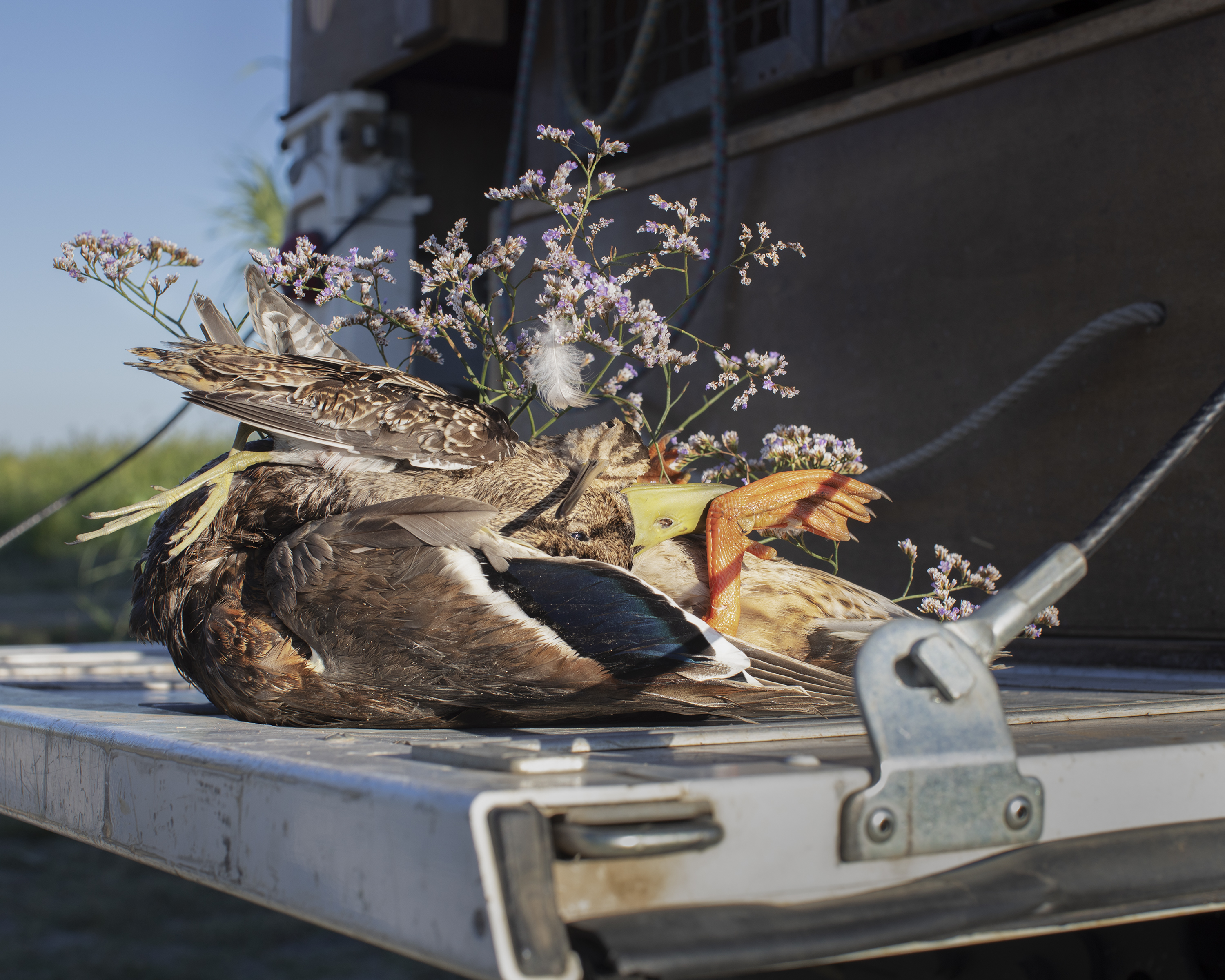 A couple snipes and a mallard duck on the back of a truck, surrounded by saladelle, a flower from Camargue, Southern France.