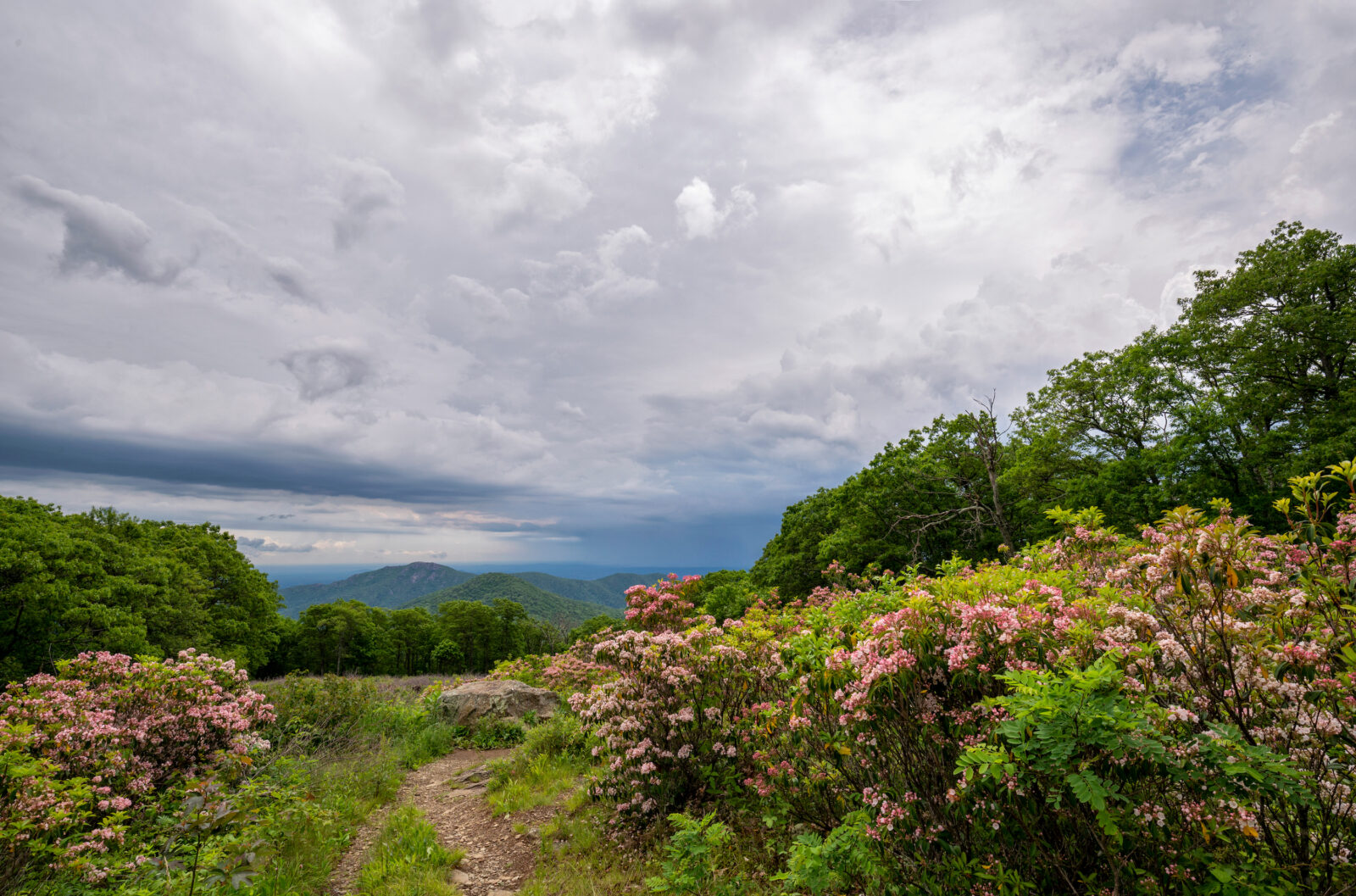 A walking trail cutting through wildflowers with mountains in the background.
