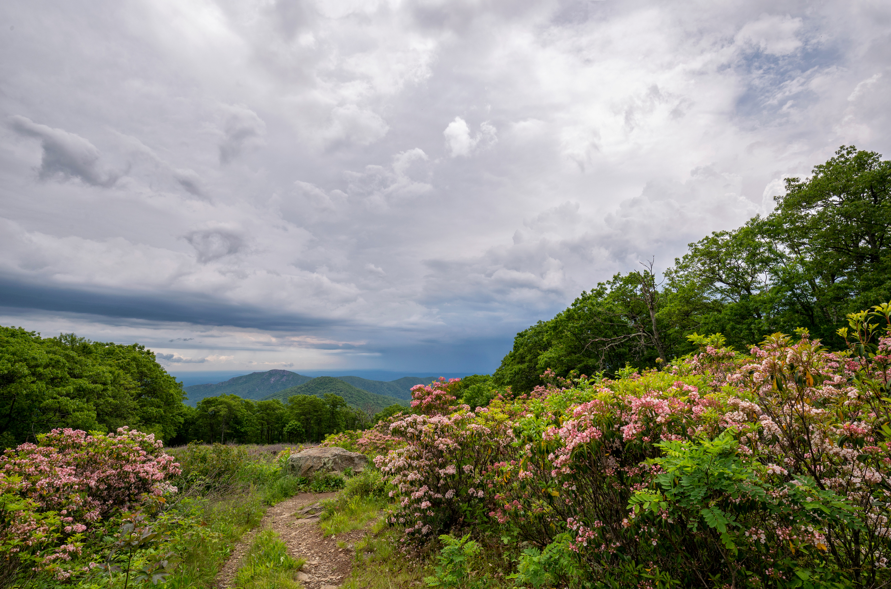 Seven Southern Wildflower Saunters – Garden & Gun