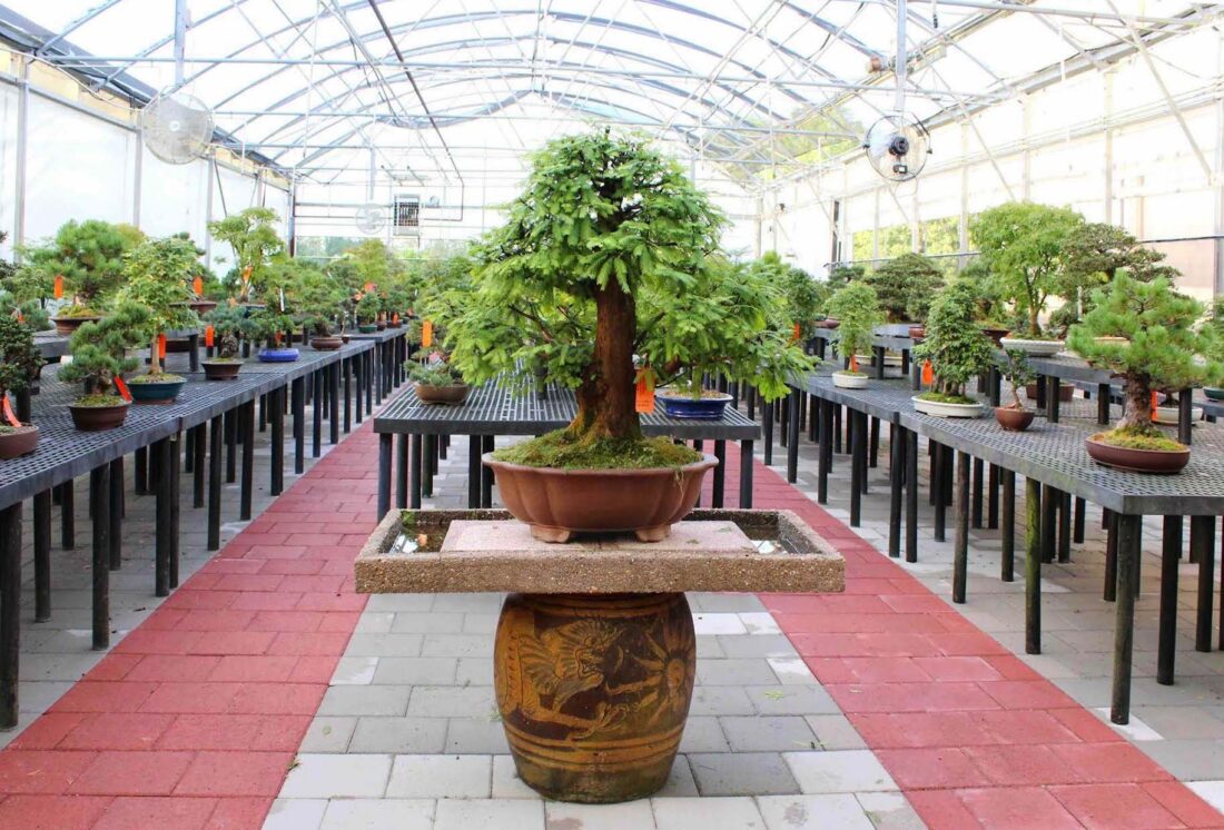 Inside a greenhouse with rows of bonsai trees on tables