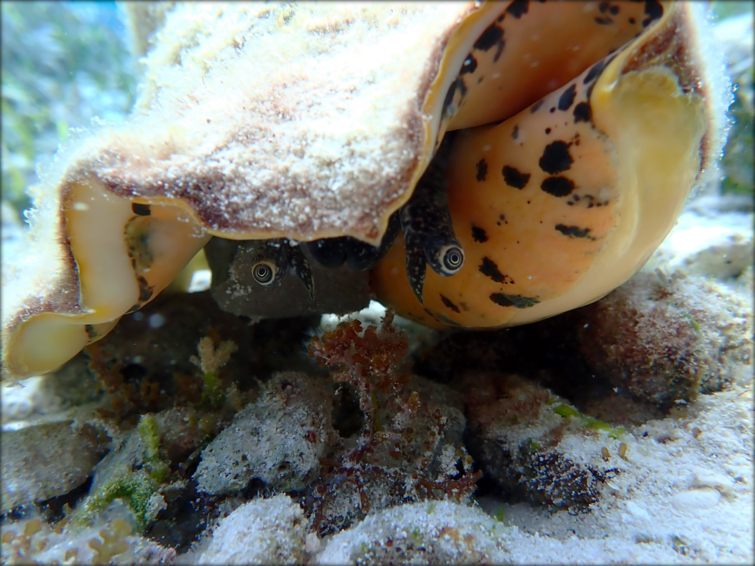 A close up of a queen conch with long, googly-like eyes