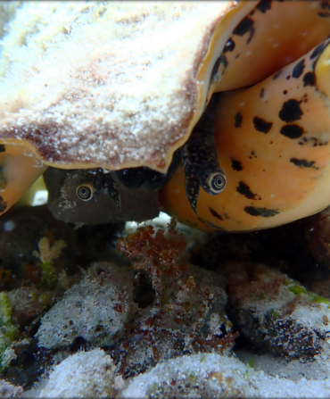 A close up of a queen conch with long, googly-like eyes