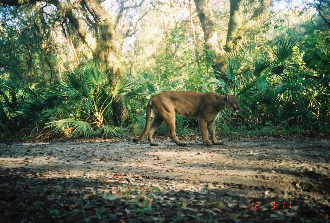 A Florida panther stands in a forest with palm foliage