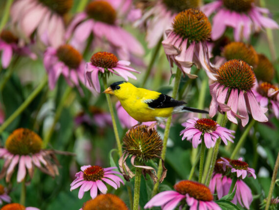 A yellow American finch perches on top of a coneflower in a field of coneflowers.
